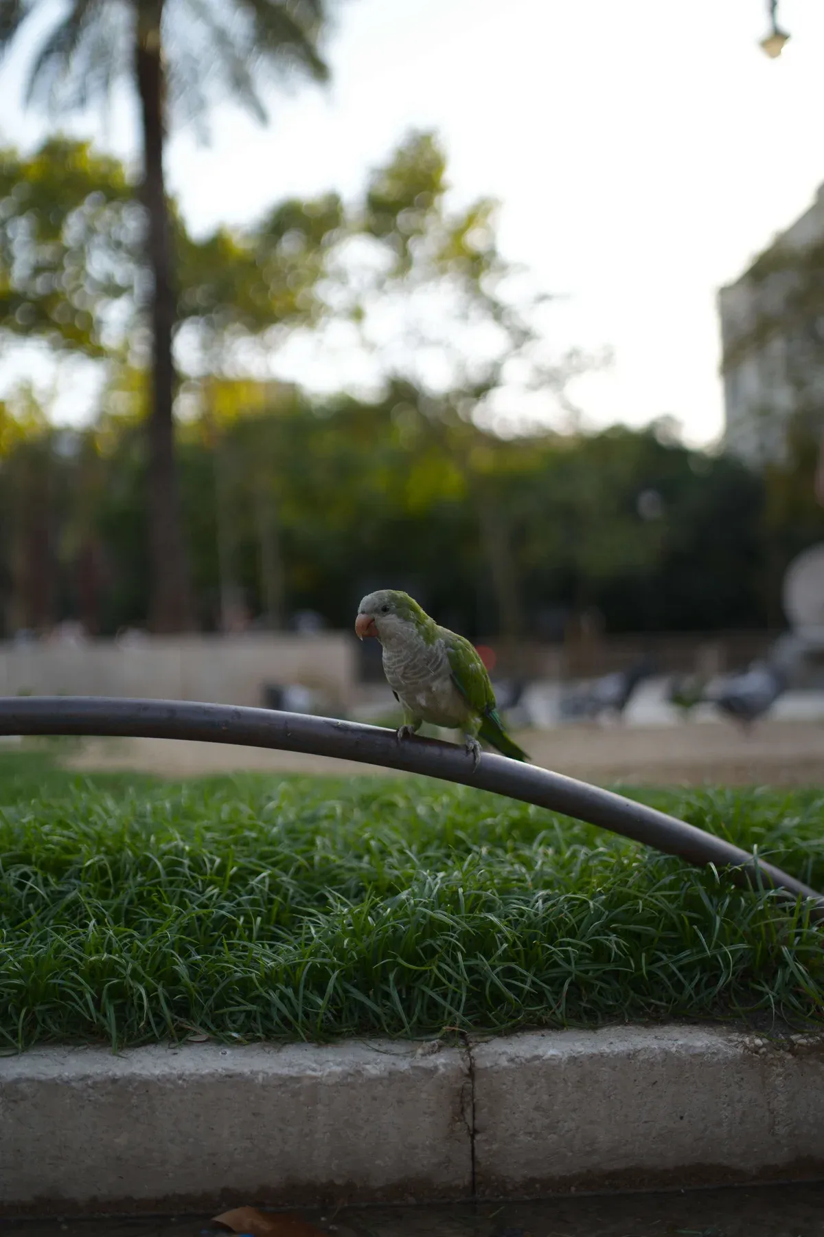 LightCraft: un pappagallo in un parco di Barcellona, cielo sovraesposto senza modifiche