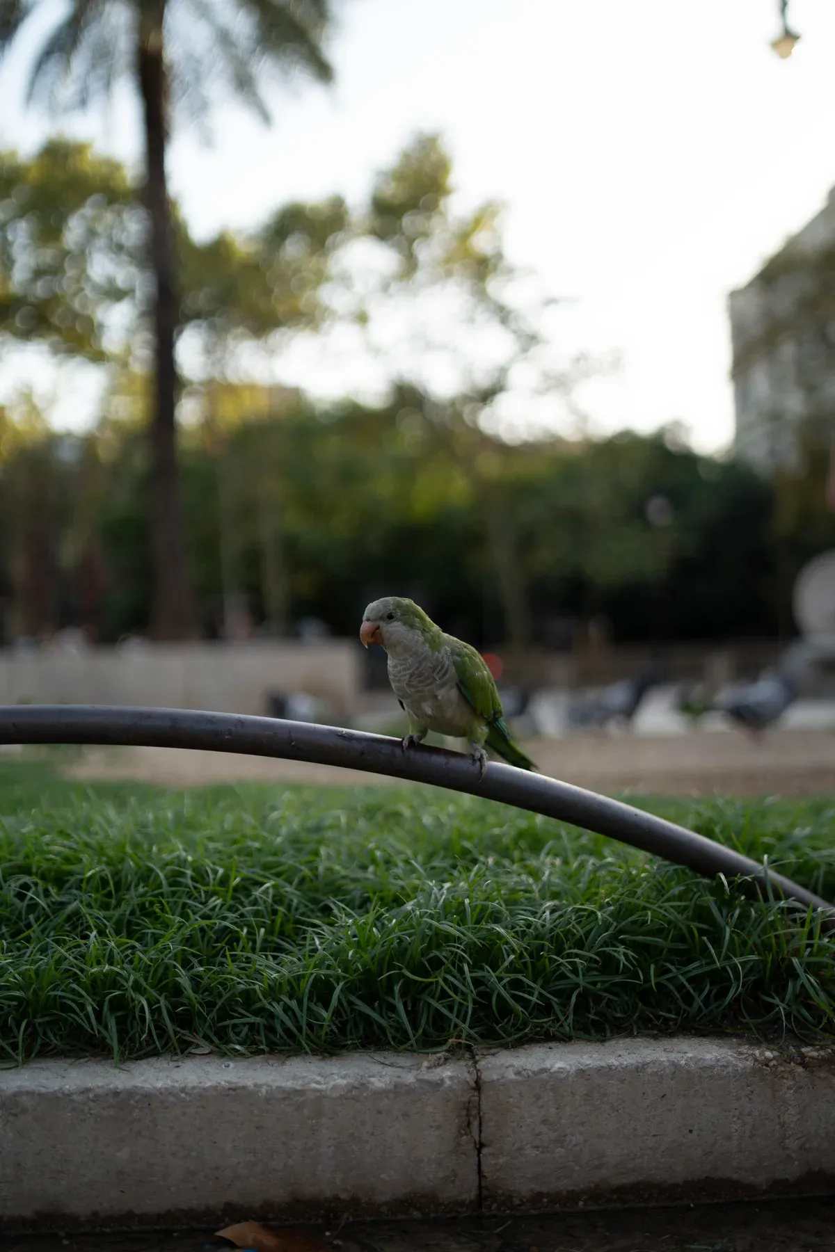 Lightroom: un pappagallo in un parco di Barcellona, cielo sovraesposto senza modifiche
